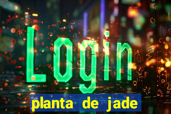 planta de jade significado espiritual